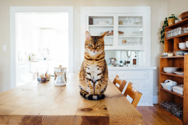 Katzen ein schönes Zuhause gestalten: Tipps & Tricks