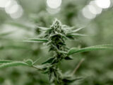 Growbox Cannabis anbauen